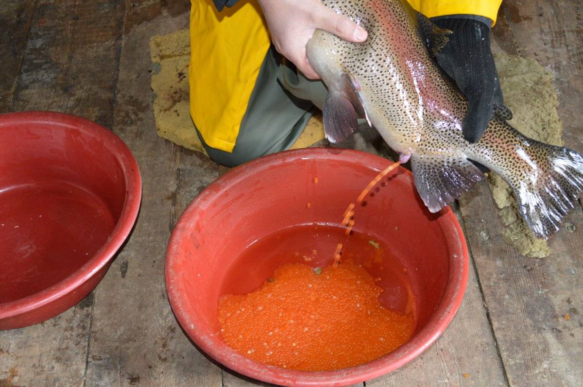 Elazığ'da alabalık ihracatı büyüdü