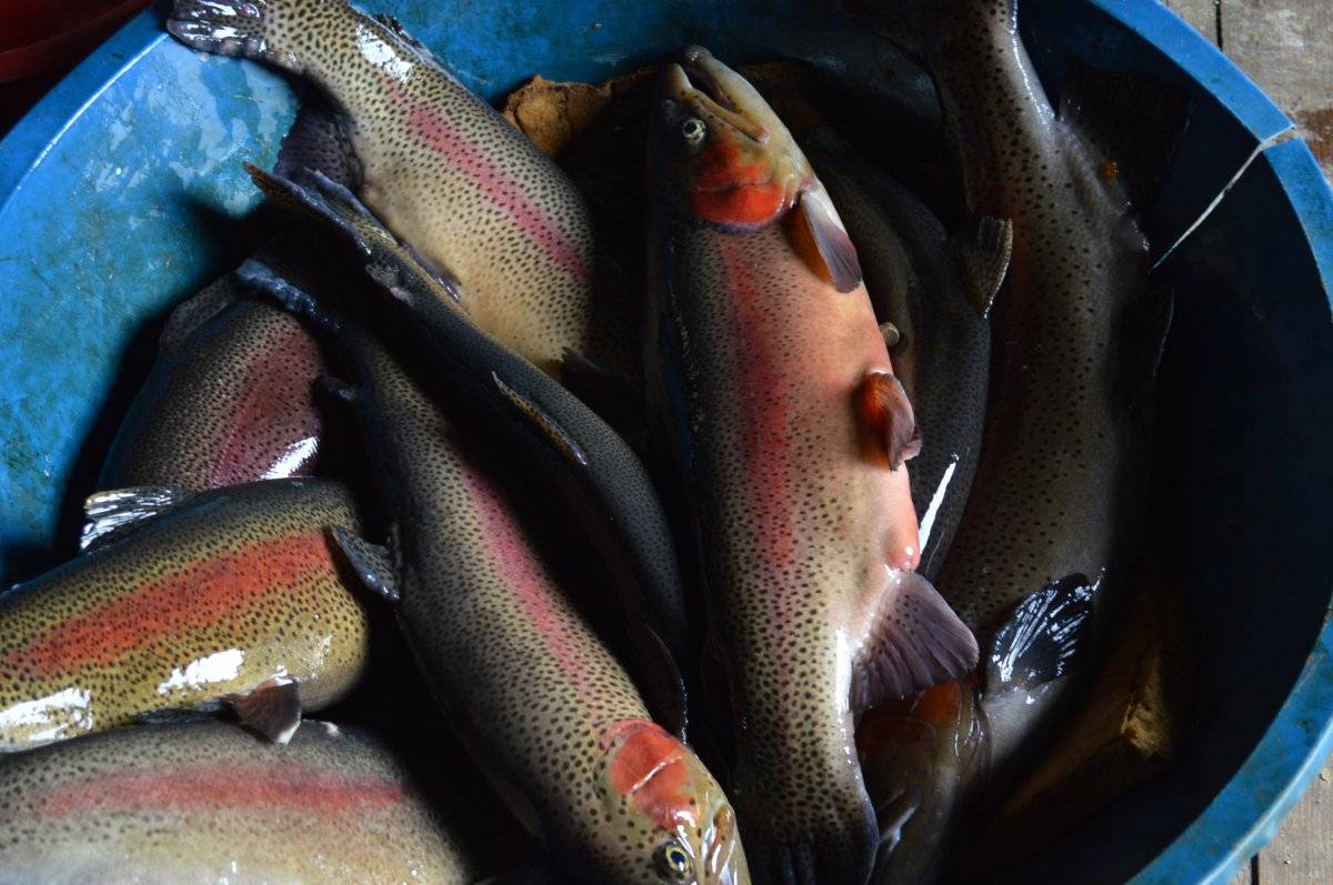 Elazığ'da alabalık ihracatı büyüdü