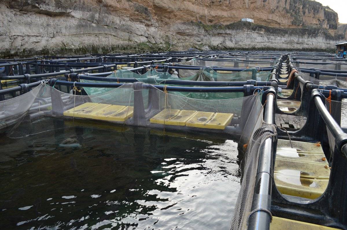 Elazığ'da alabalık ihracatı büyüdü