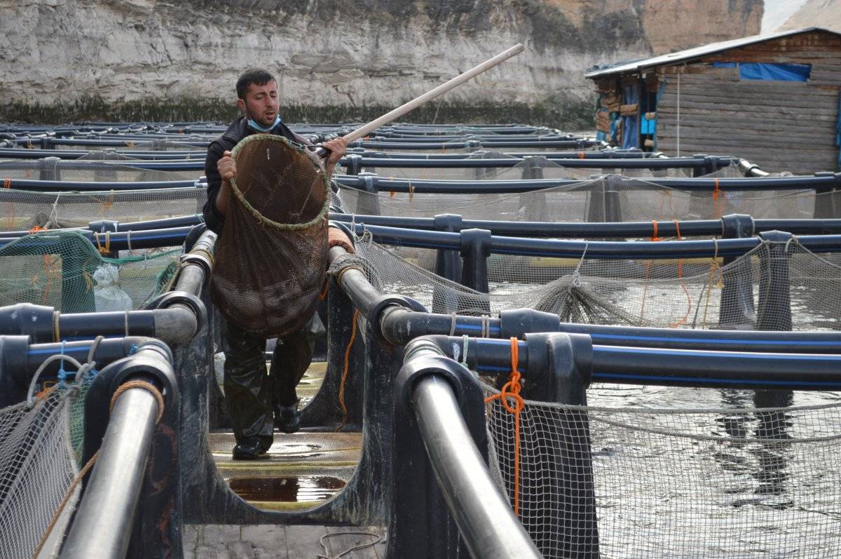 Elazığ'da alabalık ihracatı büyüdü