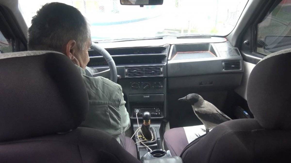 Bartın'da sahibinin sözünden çıkmayan karga