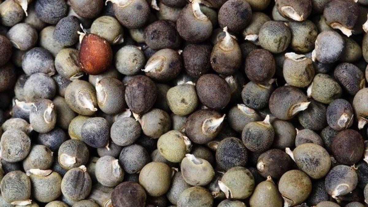 Bamya tohumu nedir, faydaları nelerdir? Bamya tohumu nasıl tüketilir?