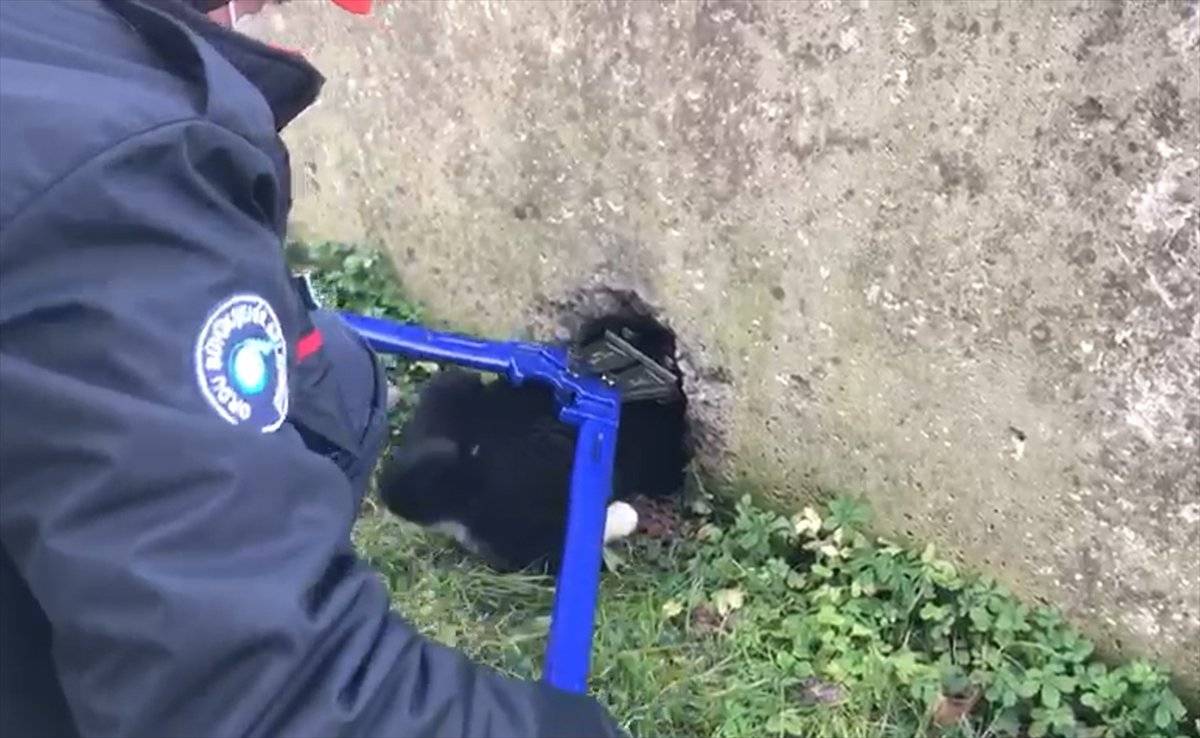 Ordu'da bahçe duvarına sıkışan köpek kurtarıldı