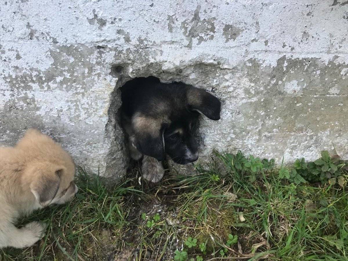 Ordu'da bahçe duvarına sıkışan köpek kurtarıldı
