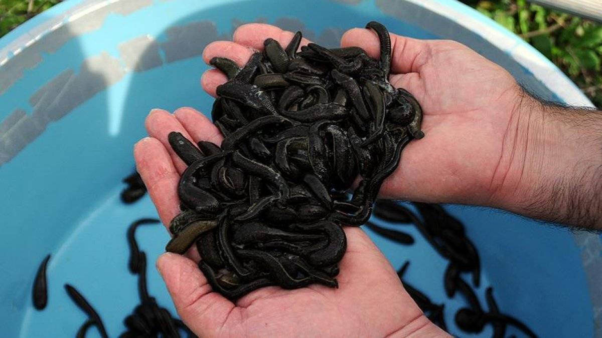 Sülük tedavisi nedir, nasıl yapılır? Sülük tedavisi faydaları nelerdir? Sülük tedavisi hakkında bilgiler..