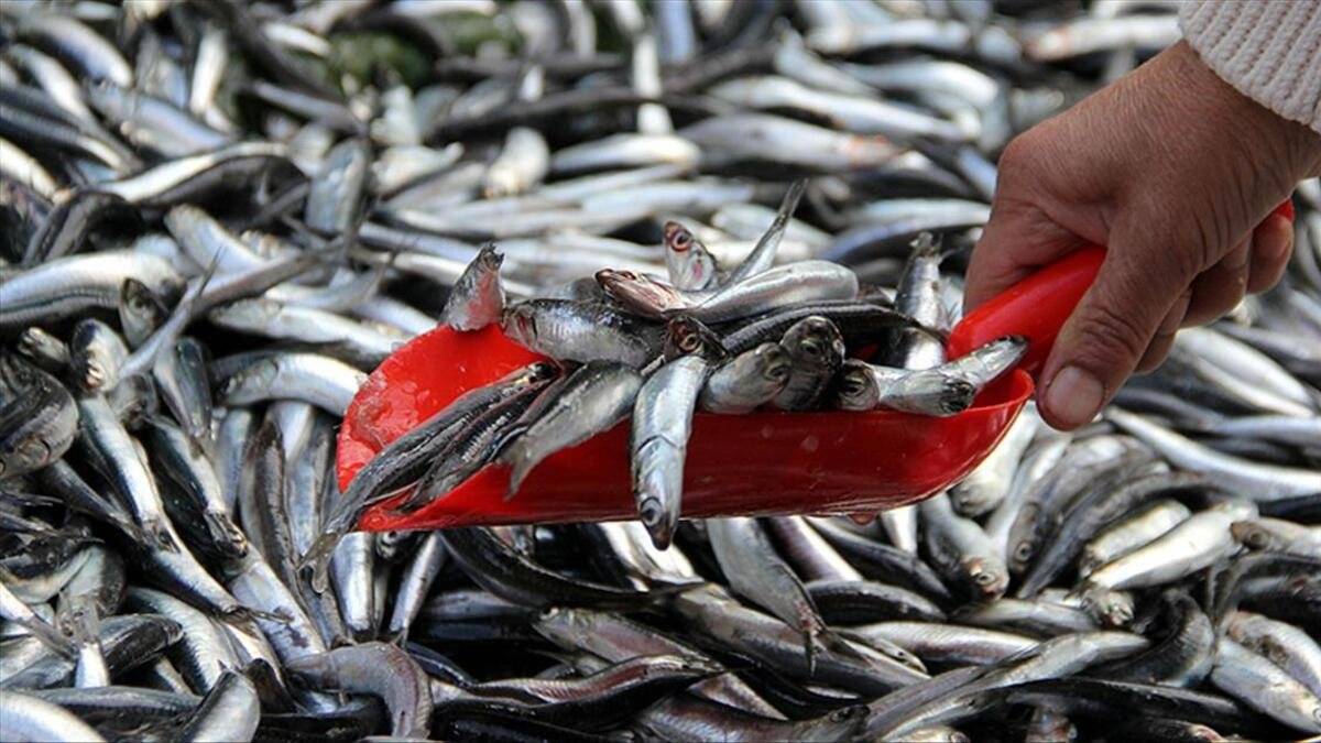 Hamsi yasağı bitti mi? Hamsi avlama yasağı ne zaman kalkacak? Hamsi ne zaman tezgahlarda olacak?