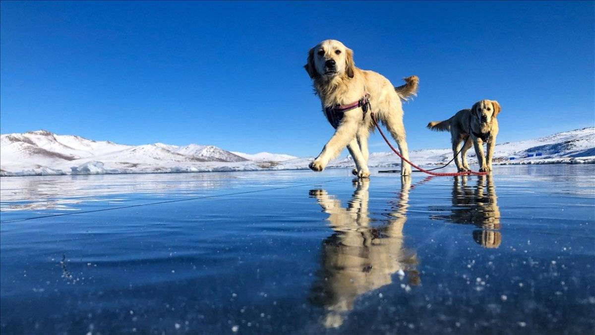 Iğdır'da donan Balık Gölü'nde oynayan köpekler gülümsetti