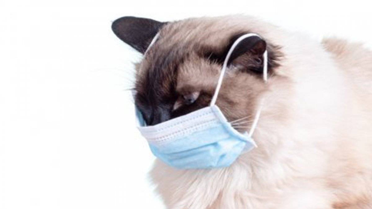 Güney Kore, kediler ve köpekleri de karantinaya alınacak