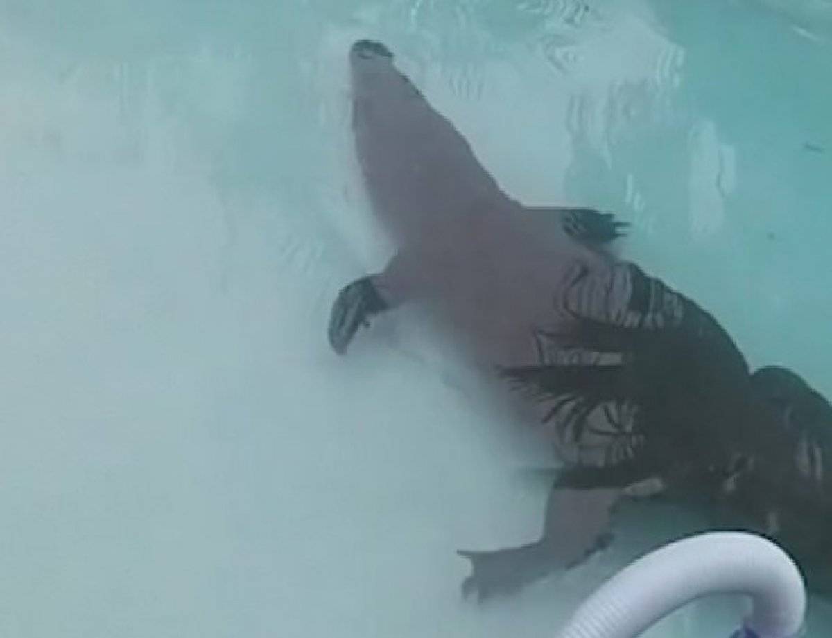 Güney Afrika’da havuzdan timsah çıktı