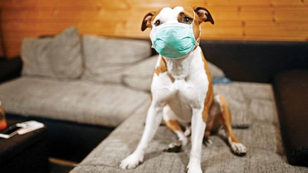 Güney Kore, kediler ve köpekleri de karantinaya alınacak