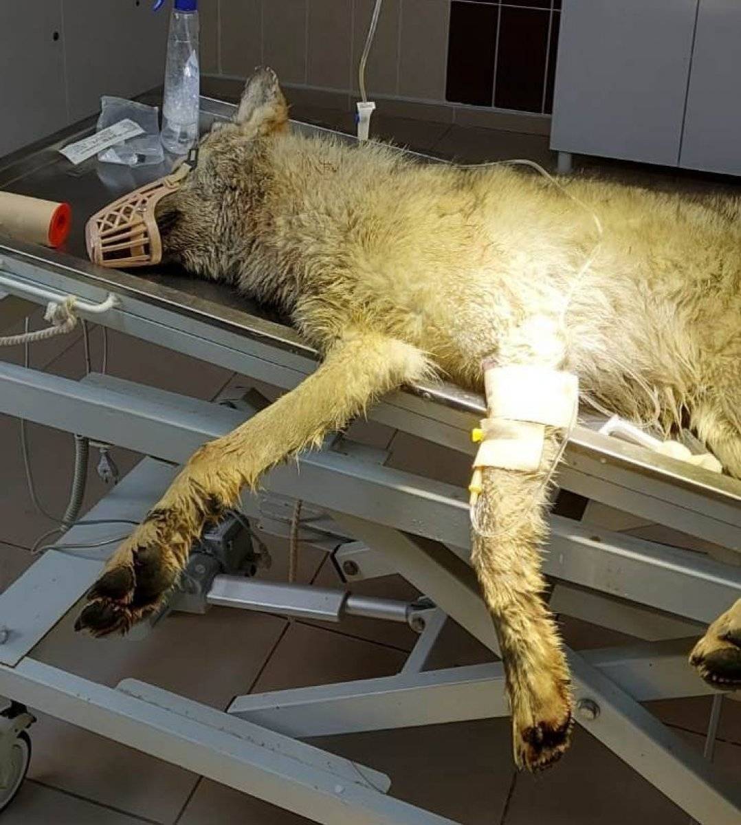 Malatya'da aracın çarptığı kurt yaralandı