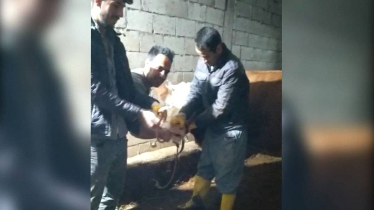 Adıyaman'da ineğin midesinde sıkışan gazı hortumla çıkarıp yaktı