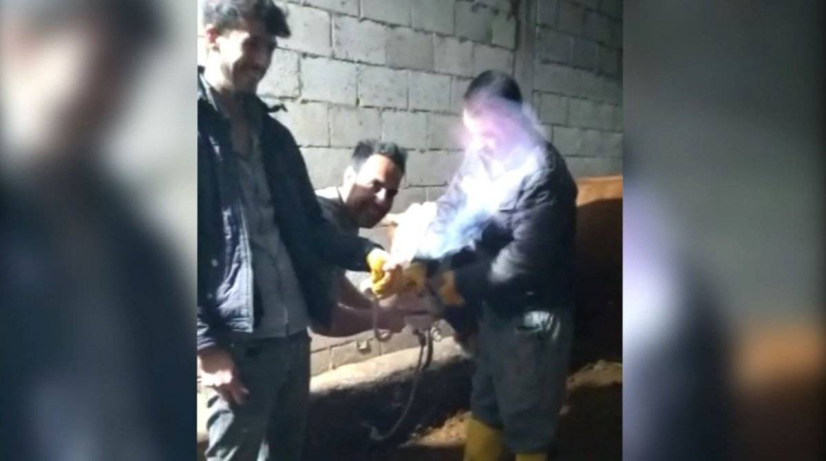 Adıyaman'da ineğin midesinde sıkışan gazı hortumla çıkarıp yaktı