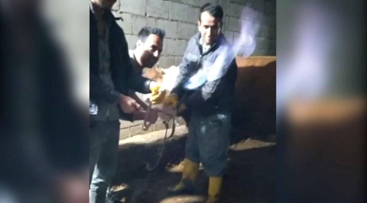 Adıyaman'da ineğin midesinde sıkışan gazı hortumla çıkarıp yaktı