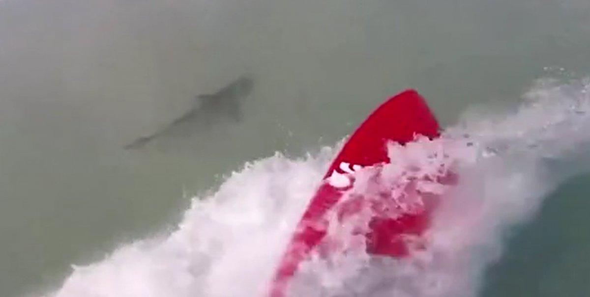 Florida'da bir sörfçü köpek balıkları tarafından takip edildi