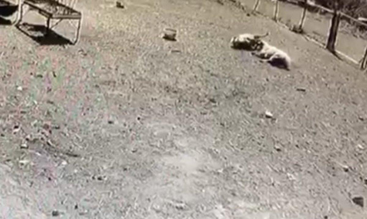 Amasya'da kafa kafaya çarpışan koçlar telef oldu