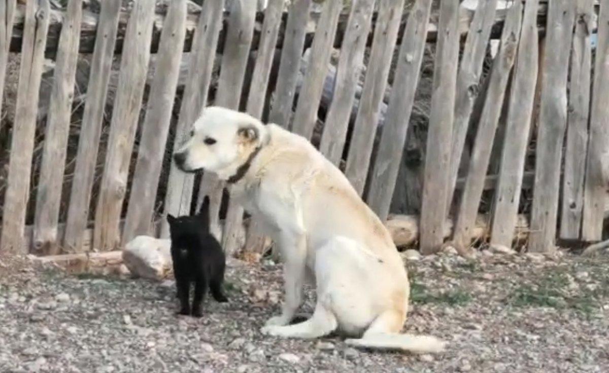 Burdur'da yavruları ölen köpek, öksüz kediyi emziriyor