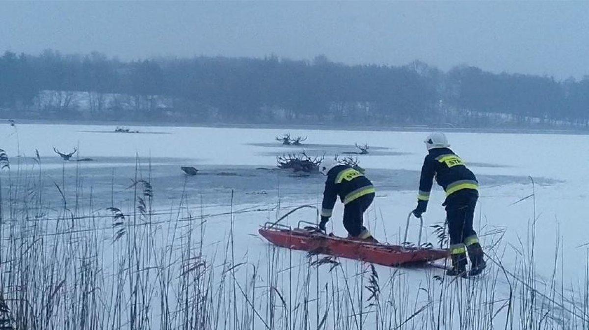 Polonya'da avcılardan kaçan geyikler göle düştü