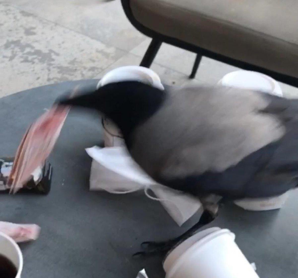 Samsun'da hırsız karga kamerada