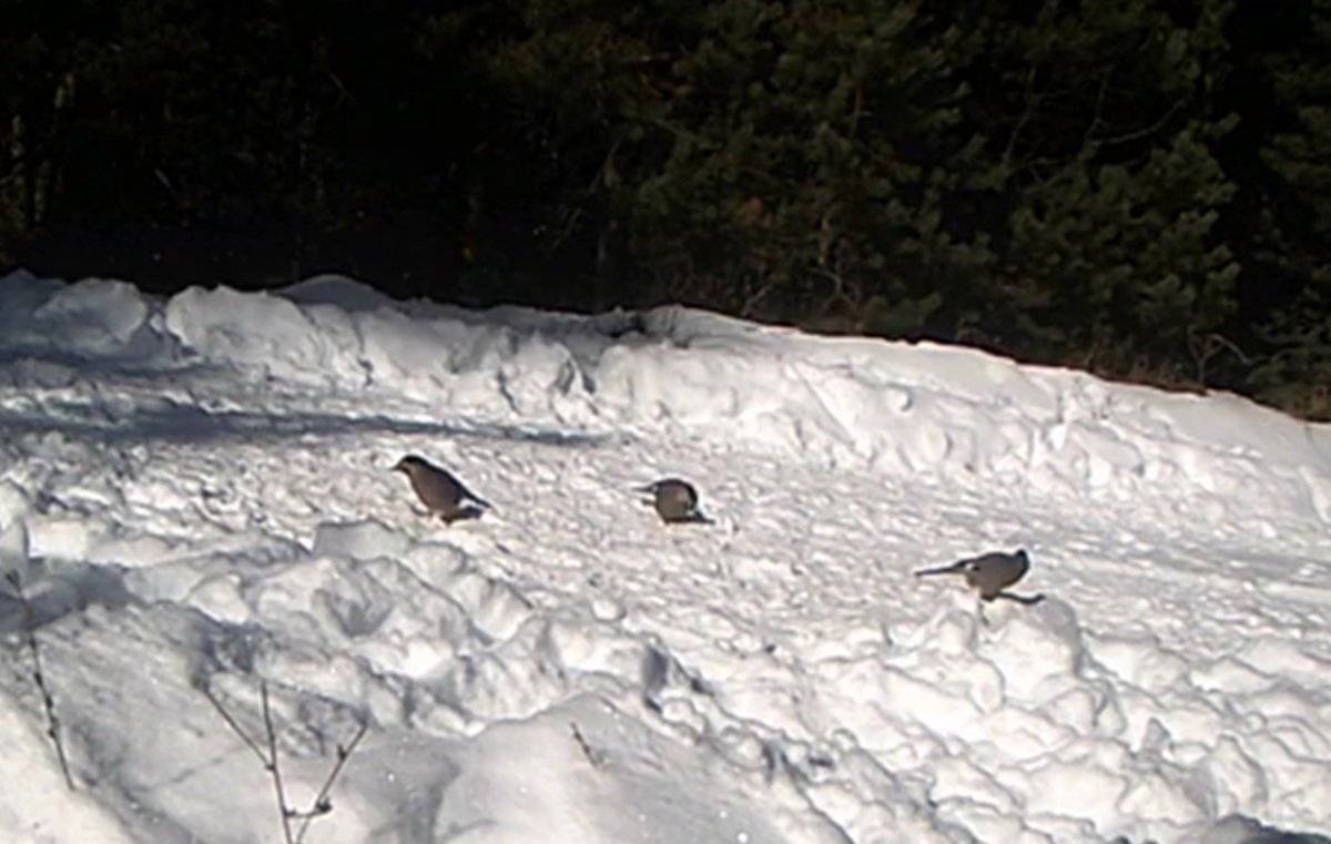 Ardahan'da vahşi yaşam, fotokapana yansıdı