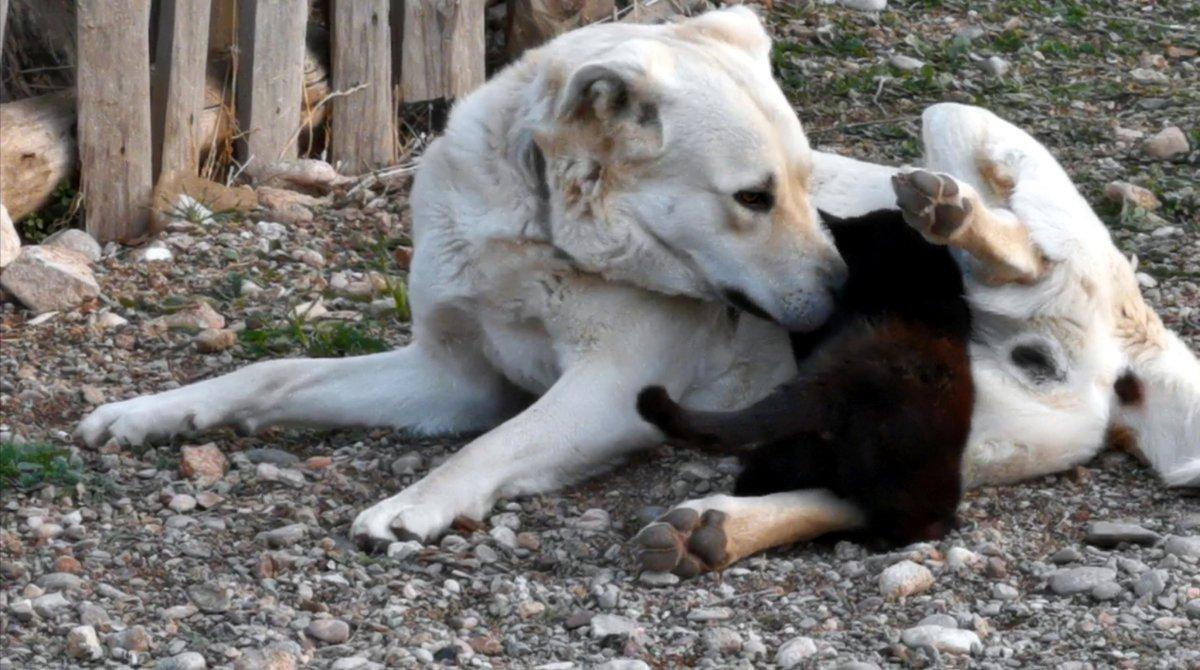 Burdur'da yavruları ölen köpek, öksüz kediyi emziriyor