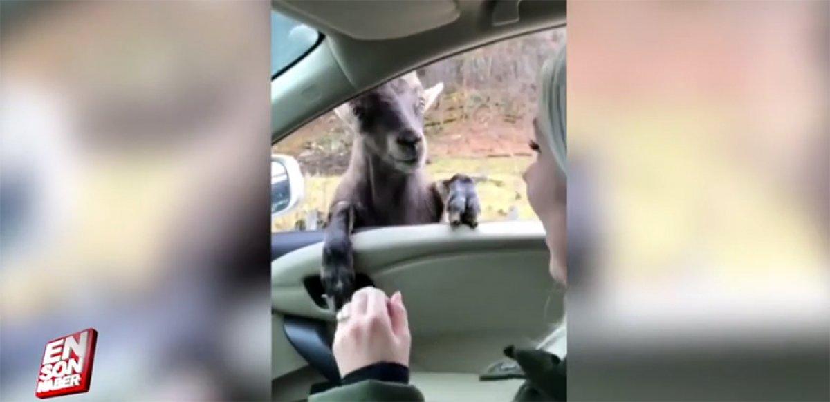 ABD'de araçtakileri korkutan keçiler