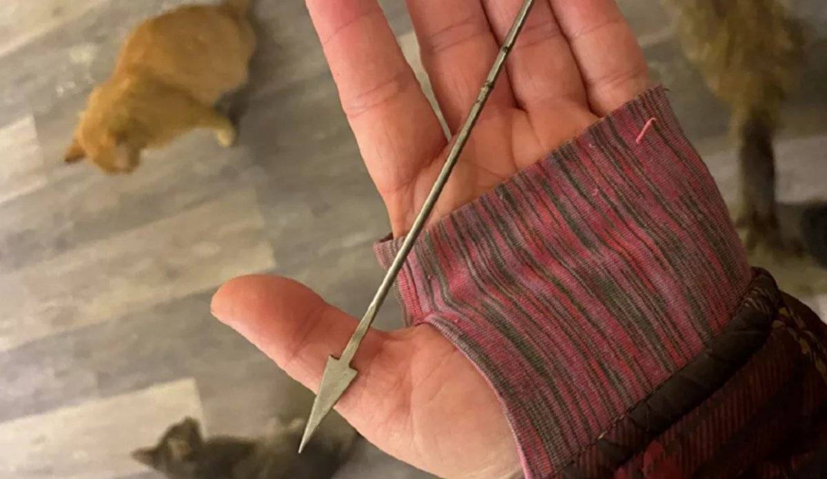 ABD'de başına dart saplanan ördek kurtarıldı