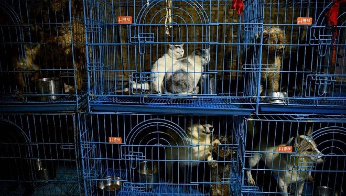 Güney Kore’de evcil hayvanlar da karantinaya alınacak