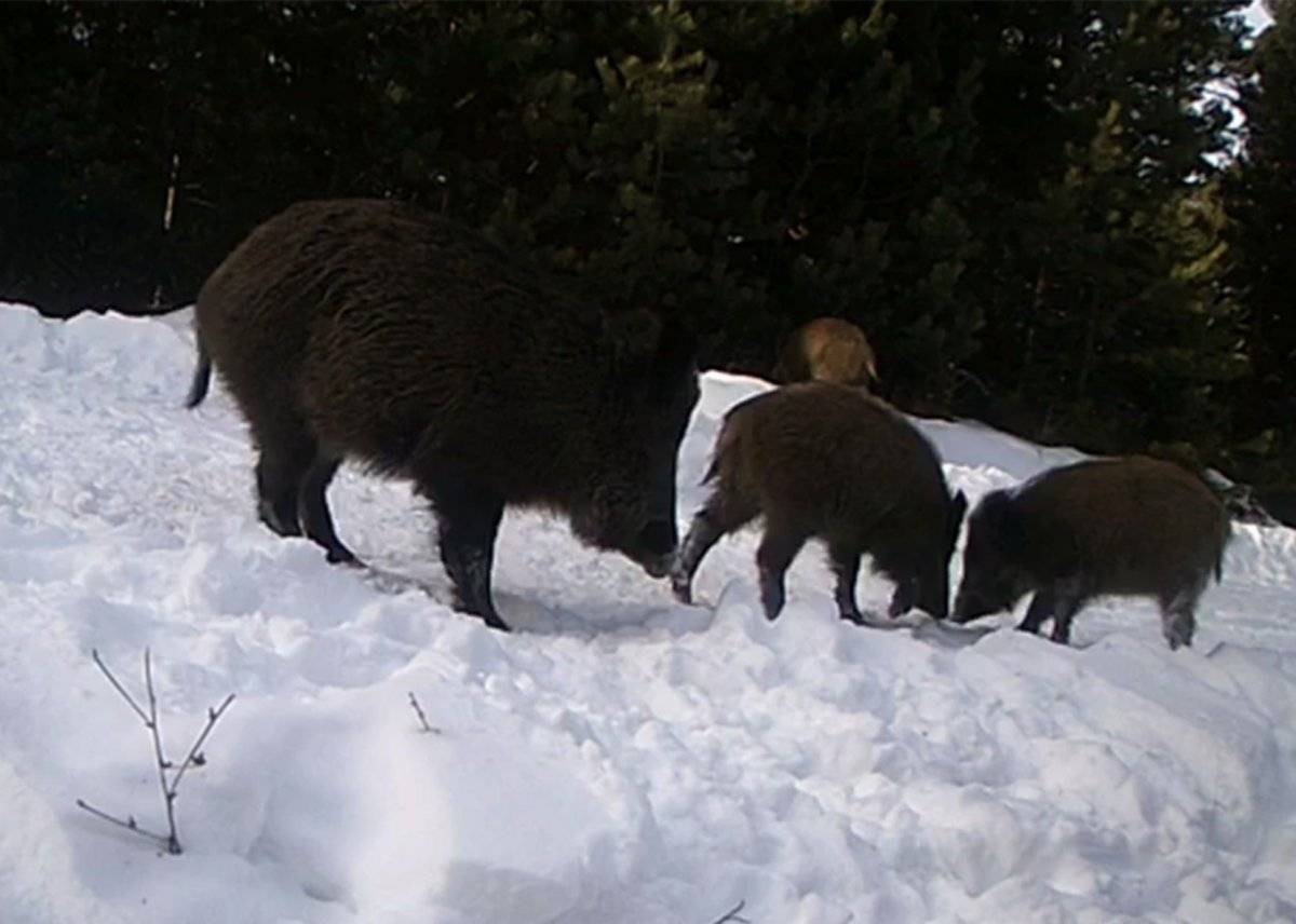 Ardahan'da vahşi yaşam, fotokapana yansıdı