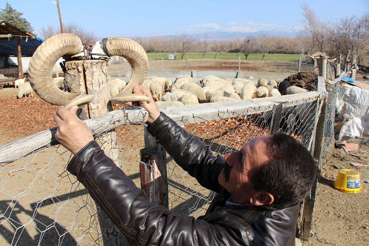 Amasya'da kafa kafaya çarpışan koçlar telef oldu
