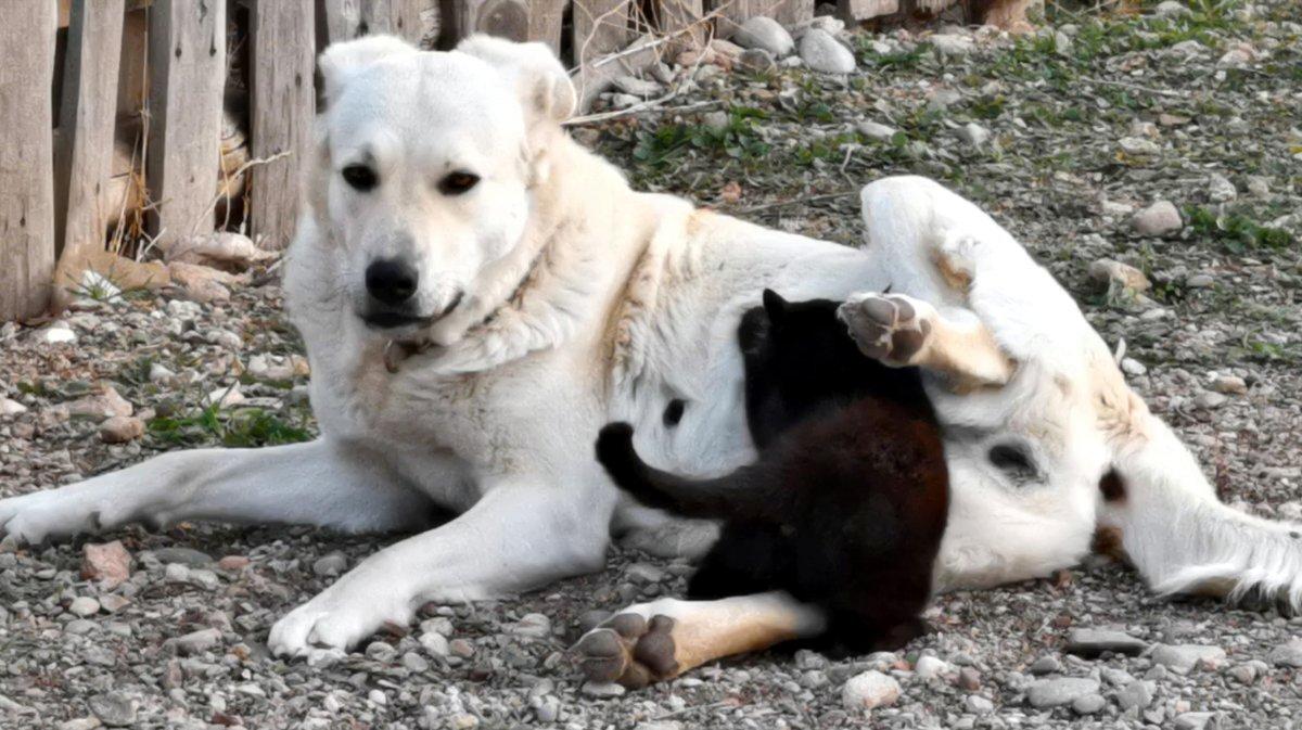 Burdur'da yavruları ölen köpek, öksüz kediyi emziriyor