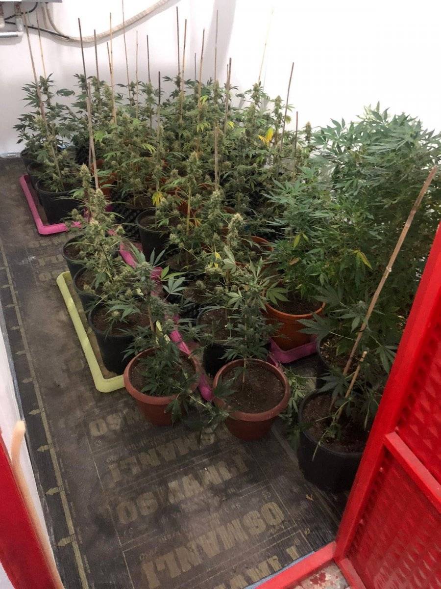 Kuşadası'nda Hint keneviri operasyonu