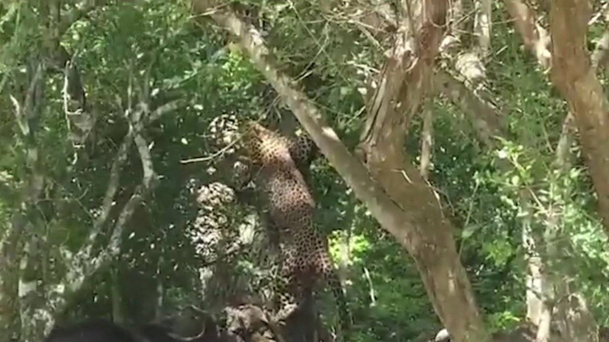 Sri Lanka'da manda, yavrusuna saldıran leoparı korkuttu