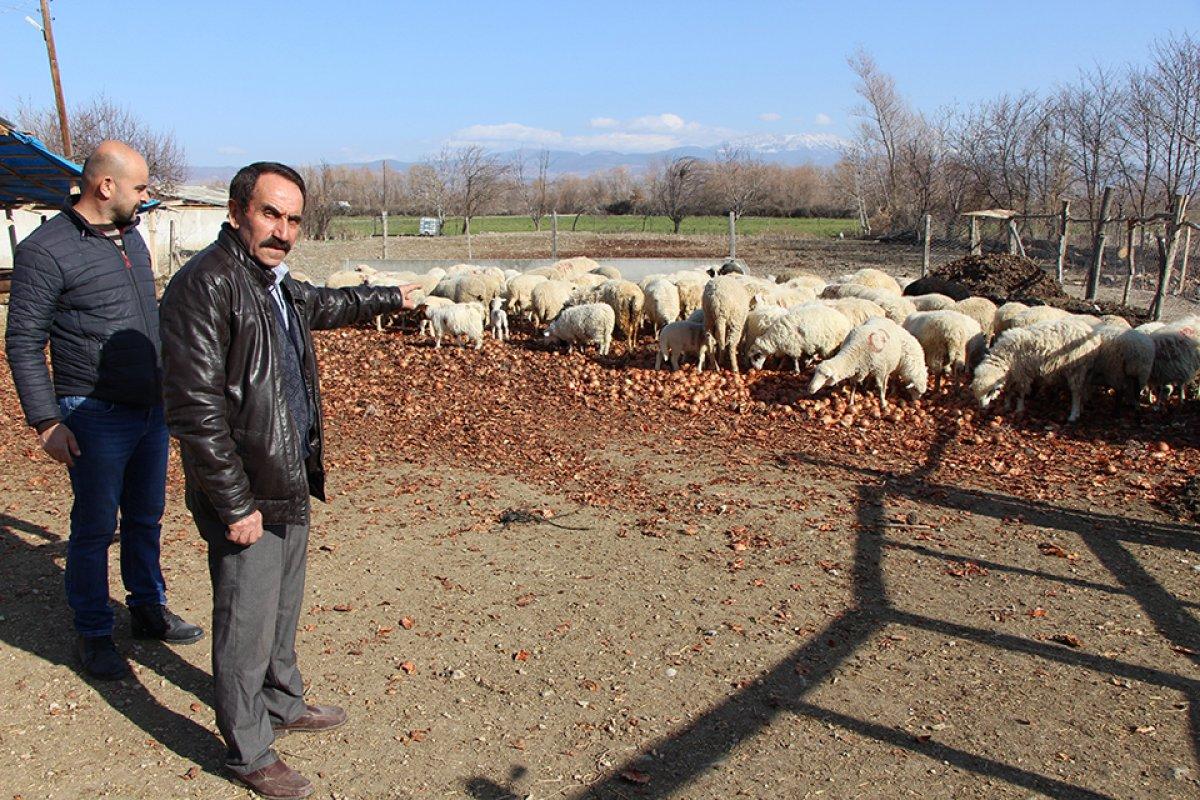 Amasya'da kafa kafaya çarpışan koçlar telef oldu