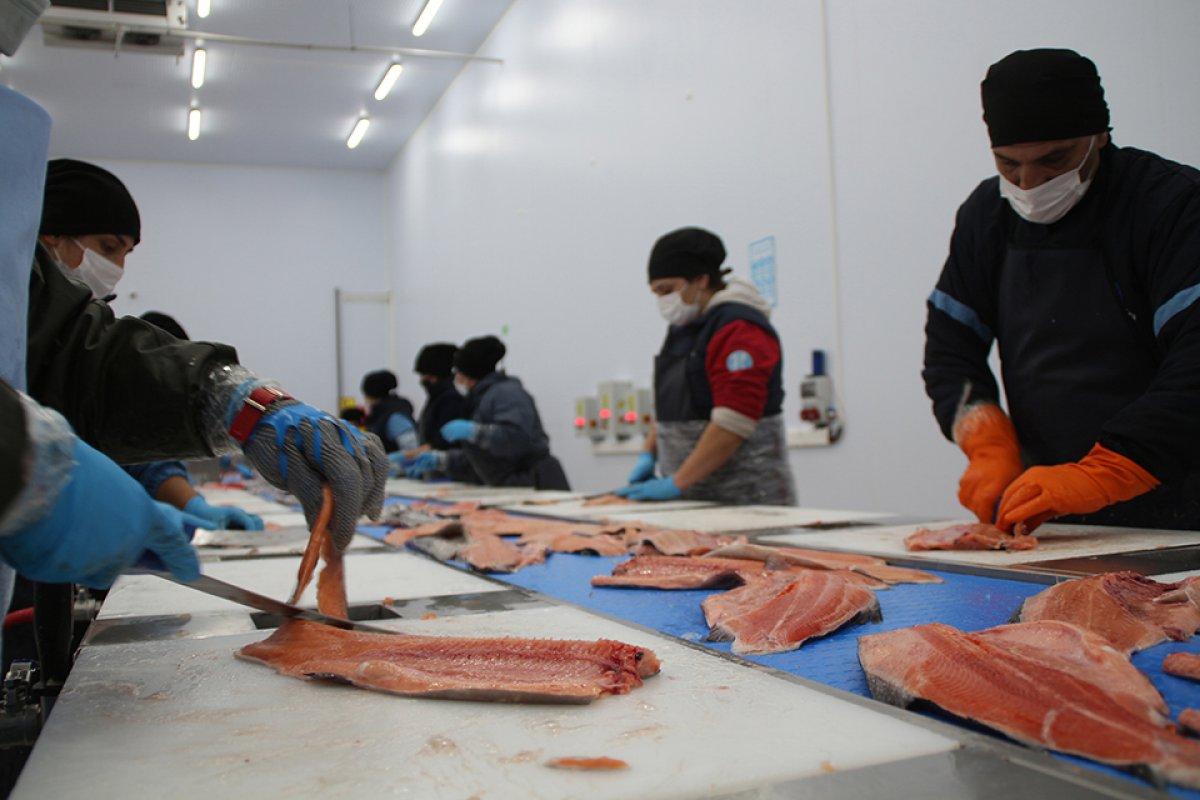 Karadeniz somonu, en çok Rusya'ya ihraç edildi