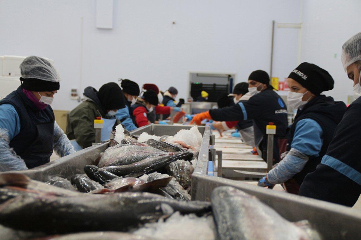Karadeniz somonu, en çok Rusya'ya ihraç edildi