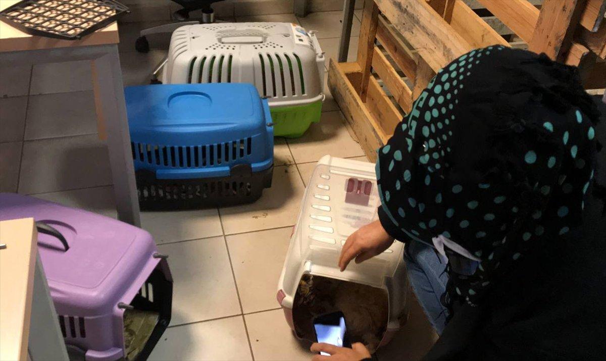 Kapıkule'de bir otobüste 23 cins yavru köpek yakalandı