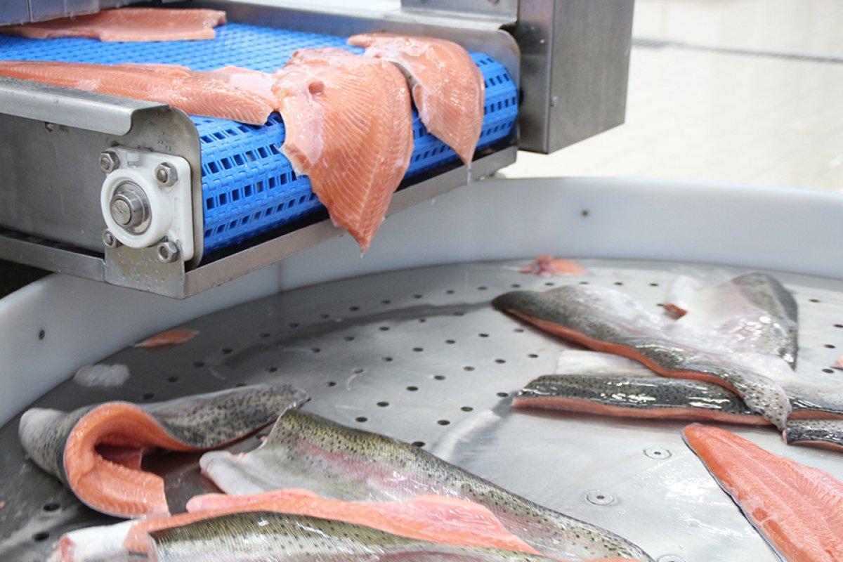 Karadeniz somonu, en çok Rusya'ya ihraç edildi