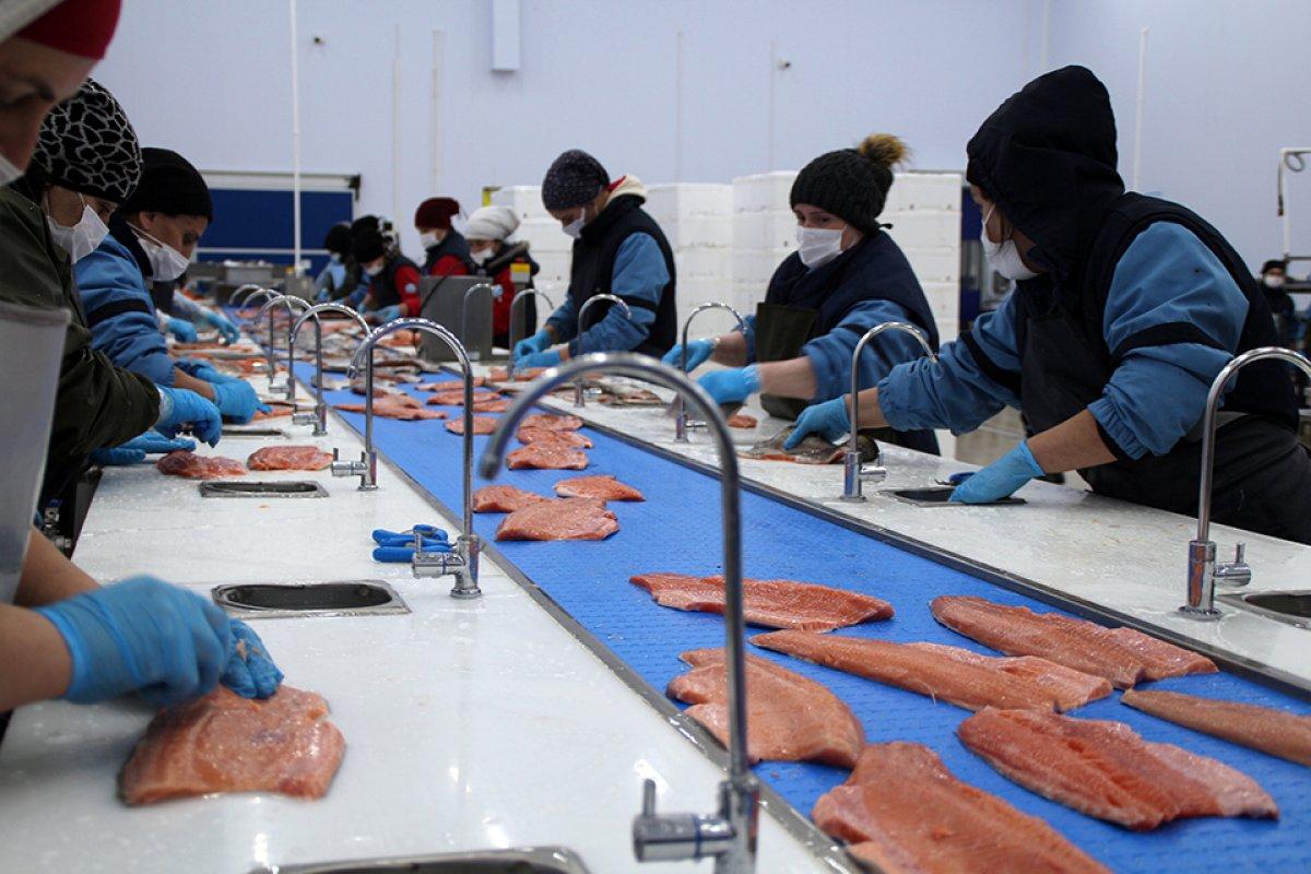 Karadeniz somonu, en çok Rusya'ya ihraç edildi