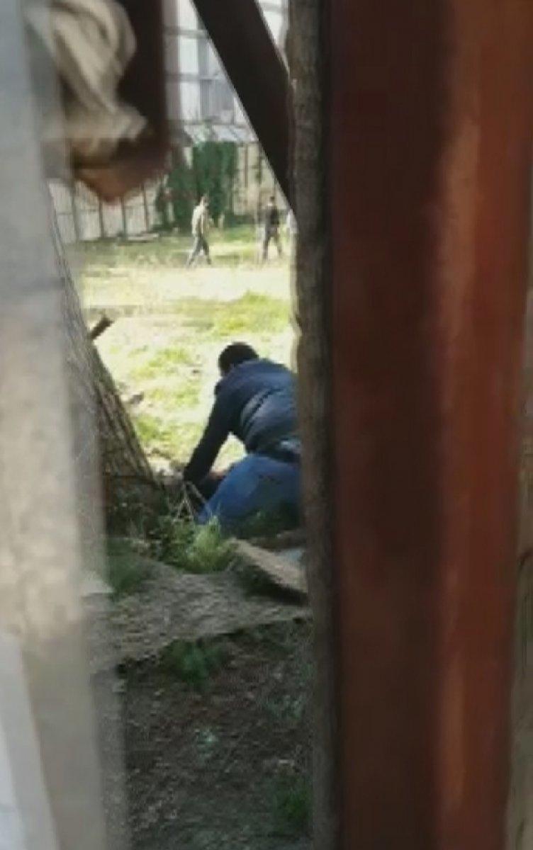 Kadıköy'de fıstık çamı ağacını kestiler, mahalleli ayaklandı