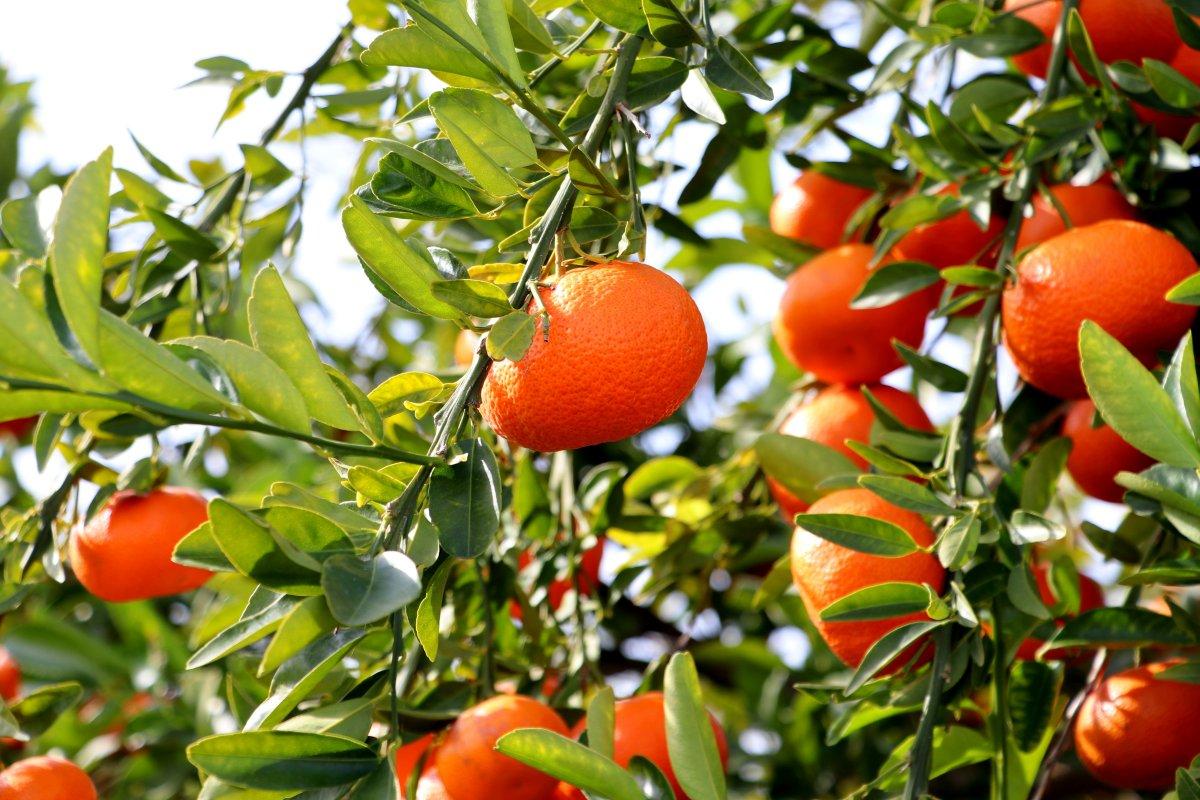 Adana’da bahçeden çıkan narenciye büyükşehirlerde 3-4 katına satılıyor