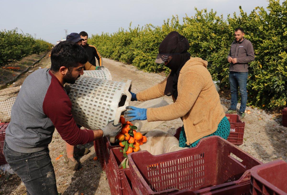 Adana’da bahçeden çıkan narenciye büyükşehirlerde 3-4 katına satılıyor