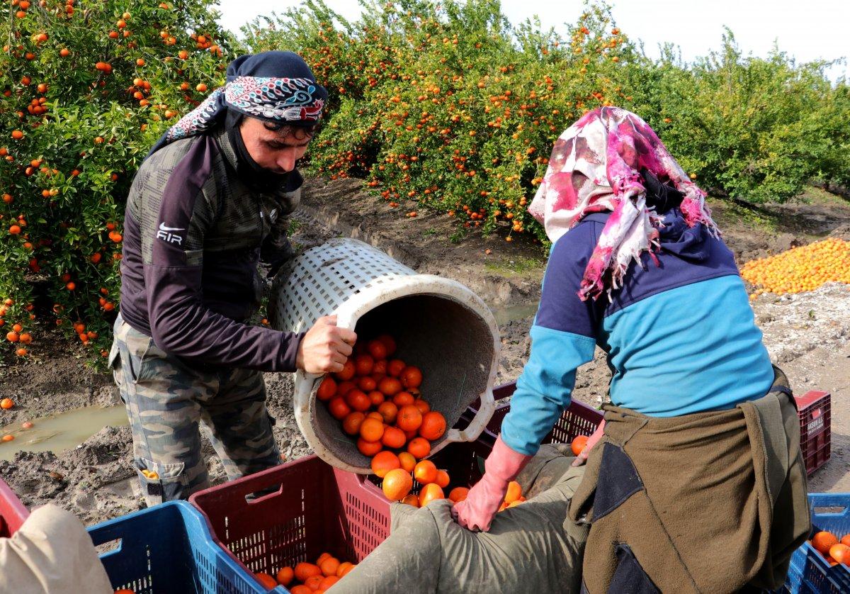 Adana’da bahçeden çıkan narenciye büyükşehirlerde 3-4 katına satılıyor
