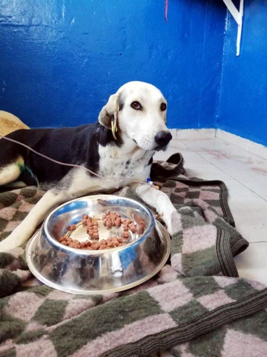 Bodrum’da otomobilin çarptığı hamile sokak köpeğinin 9 yavrusu öldü