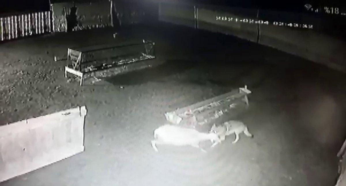 Karaman'da ağıla giren kurtlar koyunu boğarak yedi
