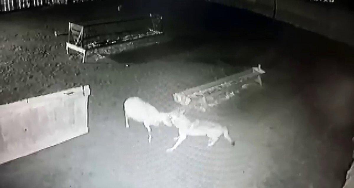Karaman'da ağıla giren kurtlar koyunu boğarak yedi