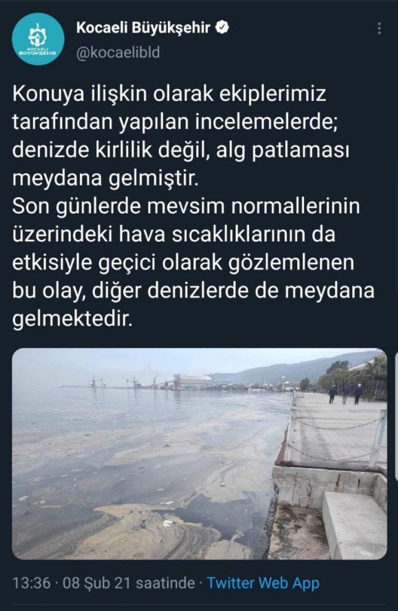 İzmit Körfezi’ndeki tabakanın nedeni alg patlaması çıktı