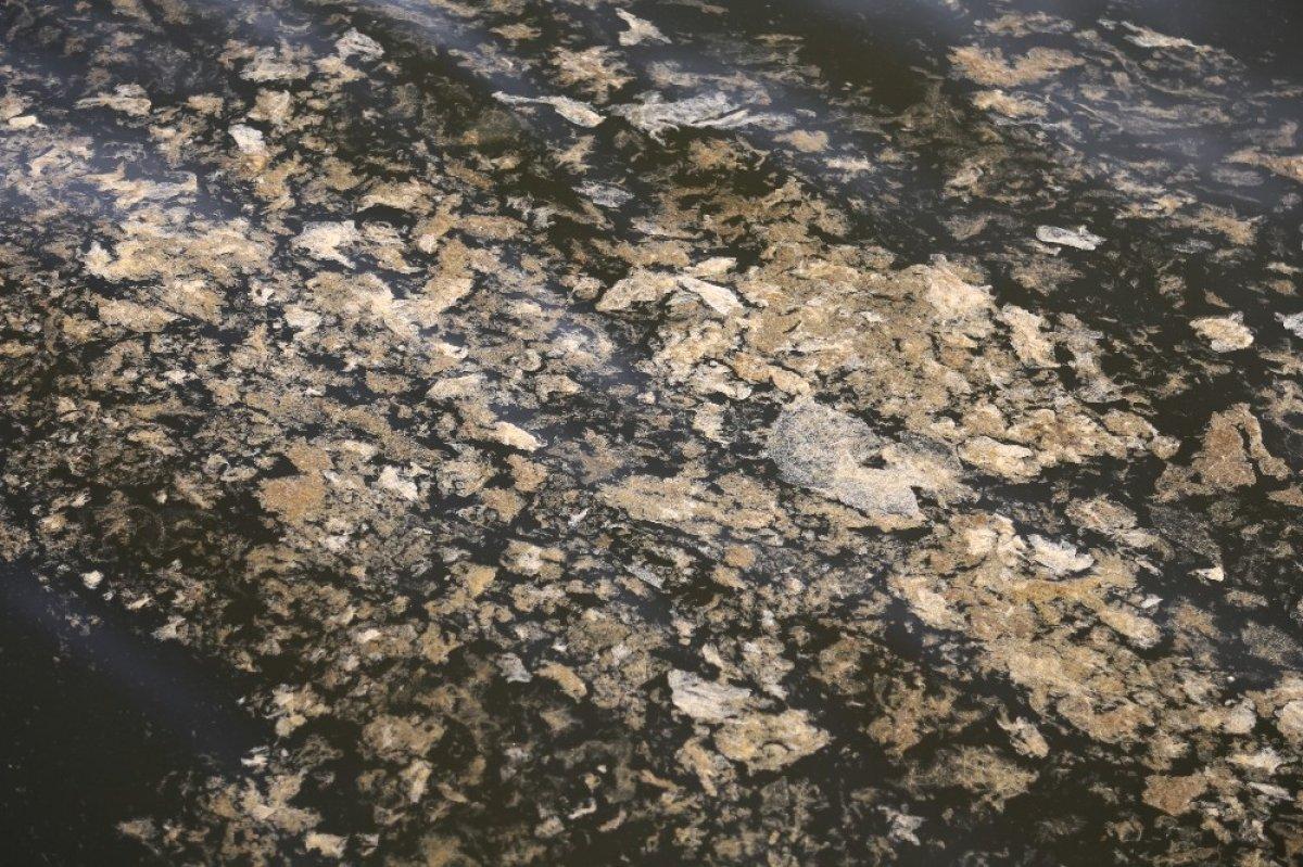 İzmit Körfezi’ndeki tabakanın nedeni alg patlaması çıktı