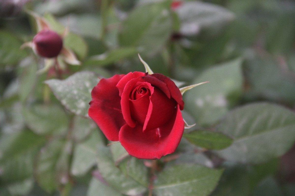 Adana çiçek üreticisi