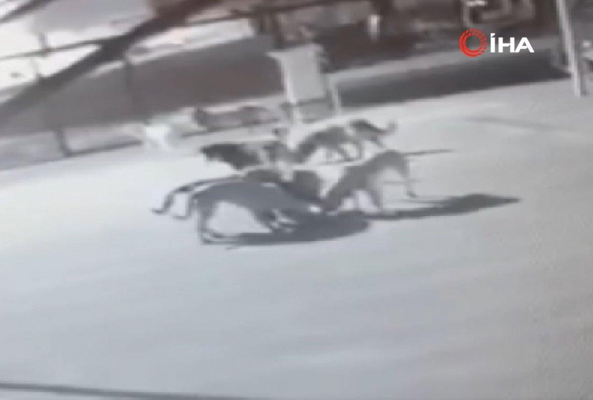 Ankara'da köpeklerin saldırısına uğrayan kedi kaçamadı